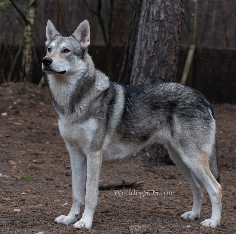 spion Afvoer terugbetaling Wolfhonden vs wolf hybriden – Werkgroep Wolf Nederland