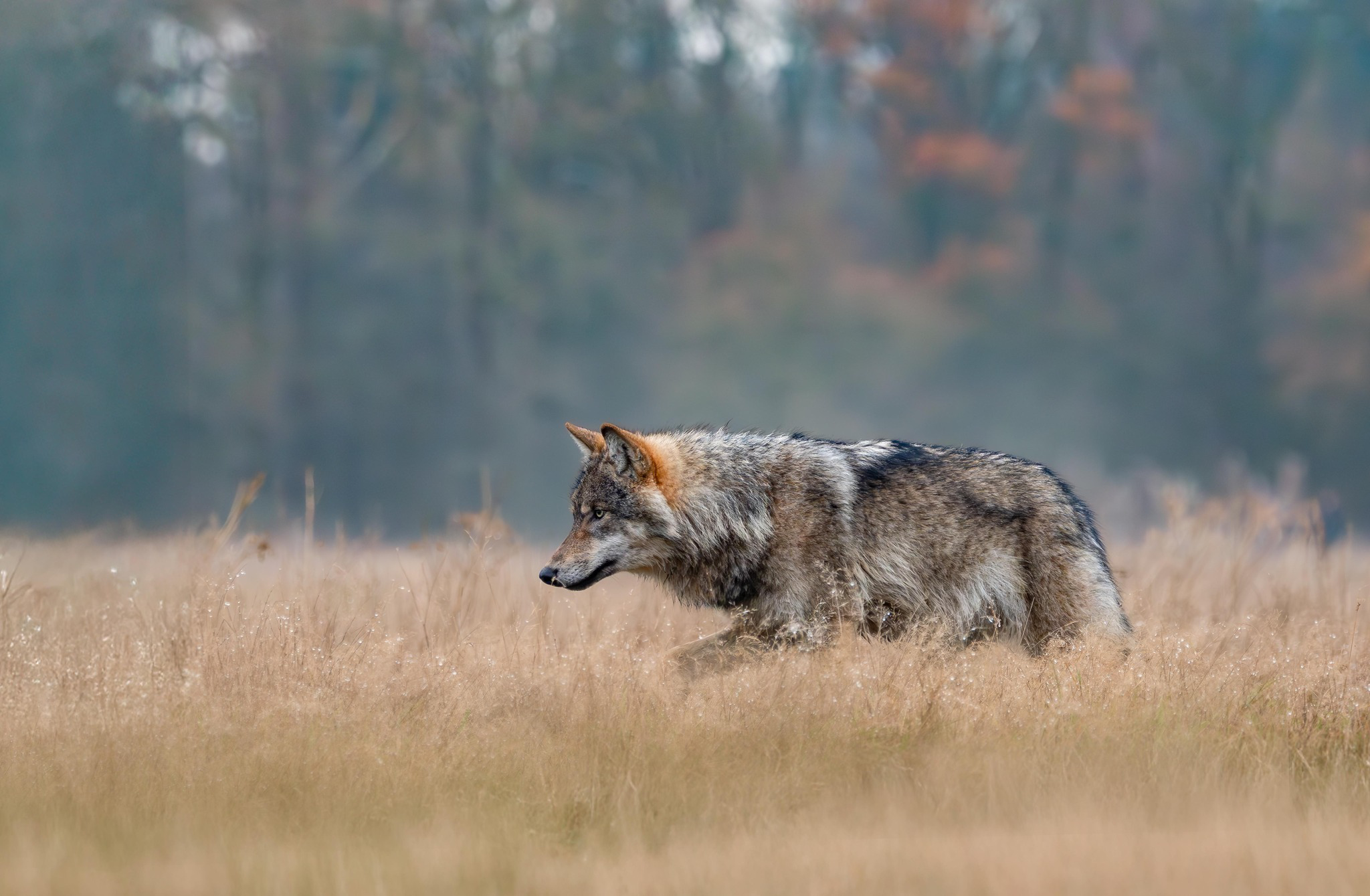 Foto van een wolf, fotograaf Anna Stelloo Photography