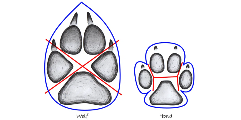 Vergelijking van de pootafdrukken van een wolf (links) en een hond (rechts). De wolf heeft een druppelvormige afdruk met een 'X' tussen de tenen, terwijl de hond een ronde afdruk heeft met een 'H' tussen de tenen.