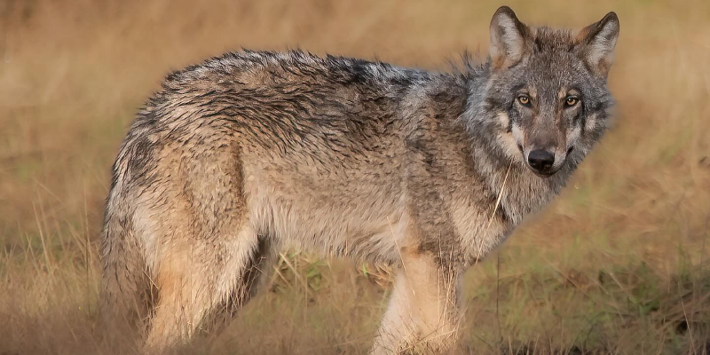 Duidelijke foto van een wolf in een graslandschap. Photo © Anna Stelloo Photography