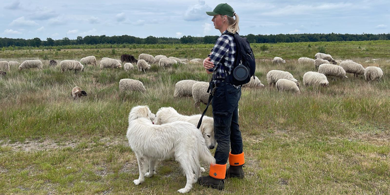 Foto van een herder (Ingrid Ros) Samen met 2 kuddebeschermingshonden (Ras: berghond van de Maremmen en Abruzzen) met op de achtergrond grazende heideschapen.