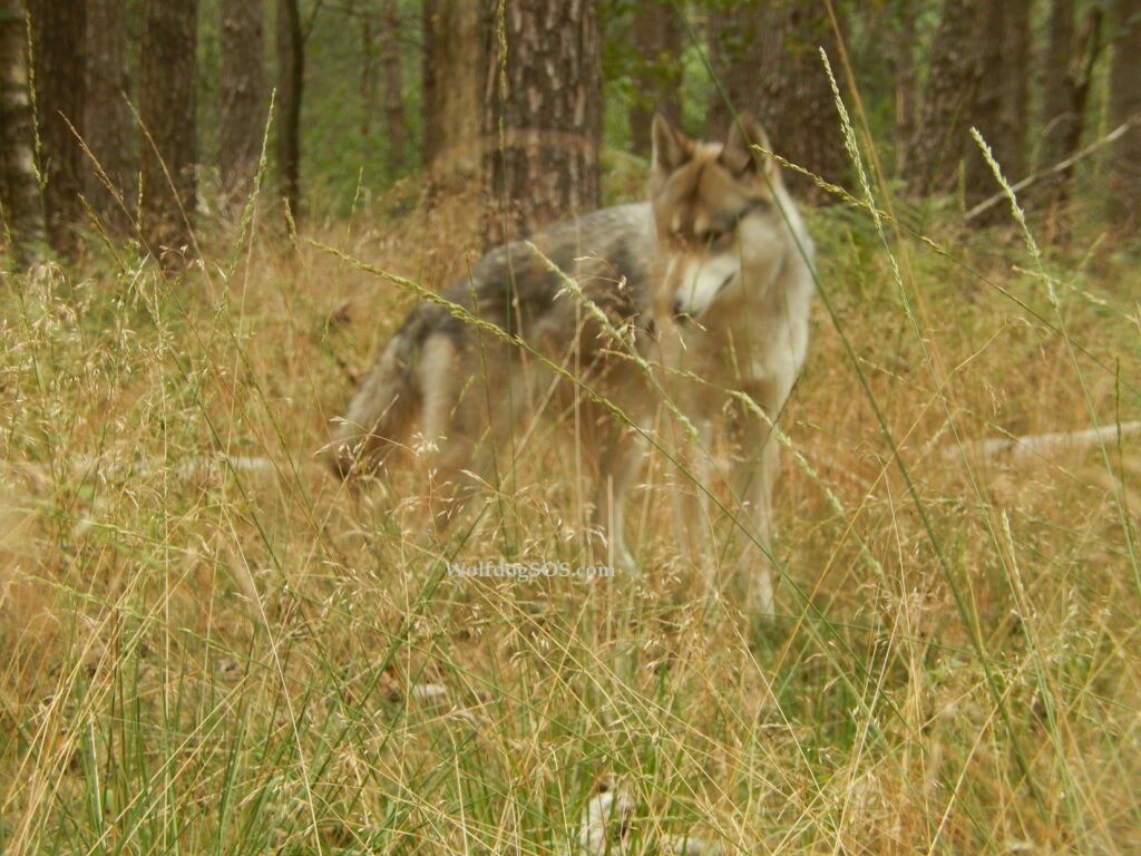 Wolfhond staat in het gras, te zien is dat de wolfhond overeenkomsten heeft tussen de kenmerken van een hond en een wolf.