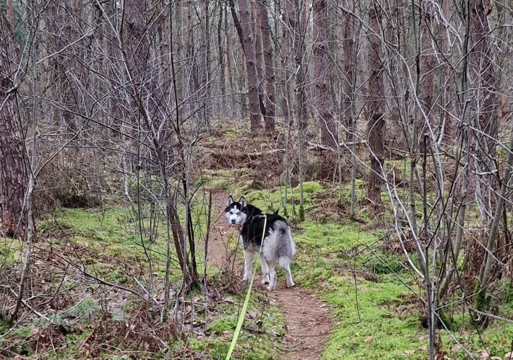 Foto van een husky die aangelijnd door het bos wandeld.