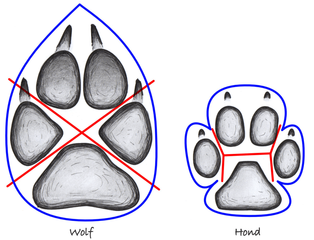 Vergelijking van de pootafdrukken van een wolf (links) en een hond (rechts). De wolf heeft een druppelvormige afdruk met een 'X' tussen de tenen, terwijl de hond een ronde afdruk heeft met een 'H' tussen de tenen.