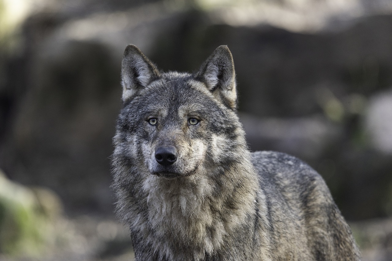 Foto van een wolf