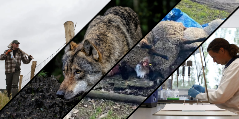 Overzichtfoto van het nieuws, plaatsen wolfwerend raster, wolf, dode schapen en onderzoek