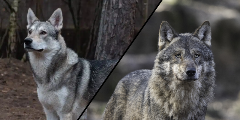 Foto van een wolfhond vs wolf