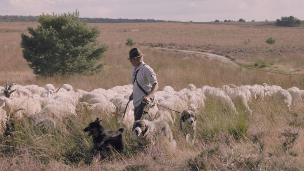 Herder wandelt met karpatische herdershonden langs een grote schaapskudde op een uitgestrekt heidelandschap.