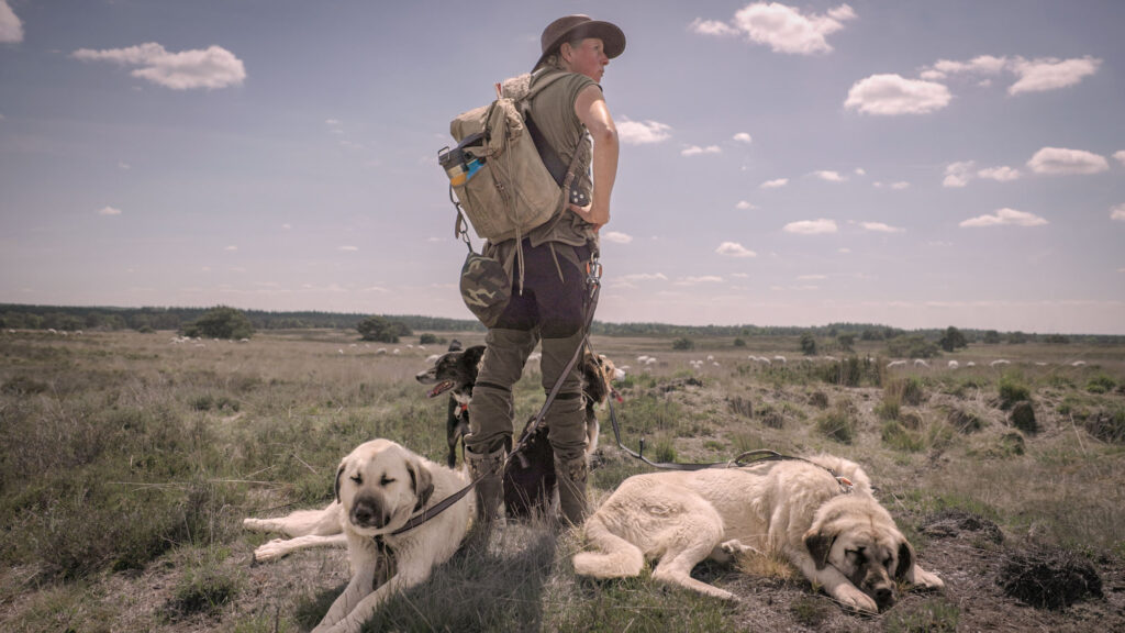 Herder met grote rugzak en hoed staat in open natuurgebied omringd door kuddebeschermingshonden en kijkt uit over een heideveld met schapen.