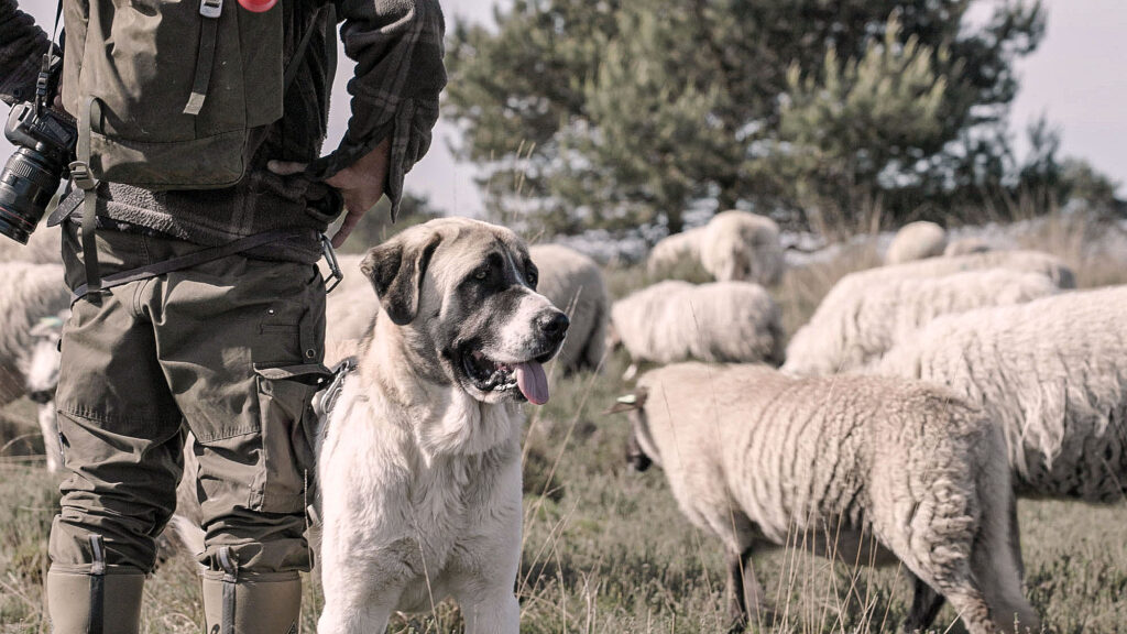Close-up van een kuddebeschermingshond met open bek en hangende tong naast een herder, omringd door grazende schapen in de natuur.