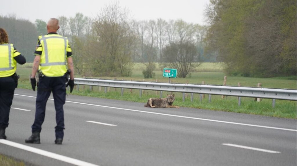 Aangereden wolf op de a28 bij Tynaarlo