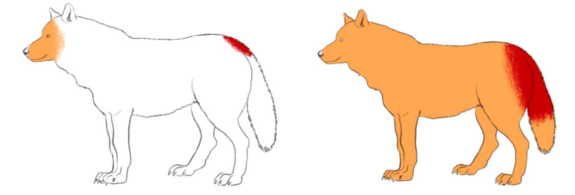 Categorie 1 schurftbesmetting. Witte gebieden duiden op geen symptomen, oranje gebieden op een veranderde vachtstructuur en/of -dichtheid. Rode gebieden symboliseren kale plekken.