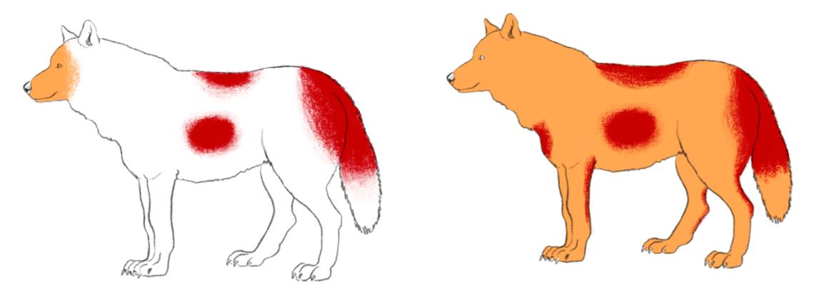Categorie 2 schurftbesmetting. Witte gebieden duiden op geen symptomen, oranje gebieden op een veranderde vachtstructuur en/of -dichtheid. Rode gebieden symboliseren kale plekken.