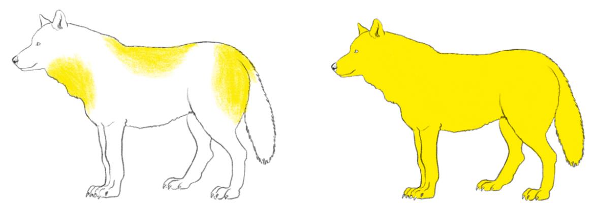 Categorie A Witte gebieden geven aan dat er geen zichtbare besmetting is, en gele gebieden symboliseren hergroei van de vacht.