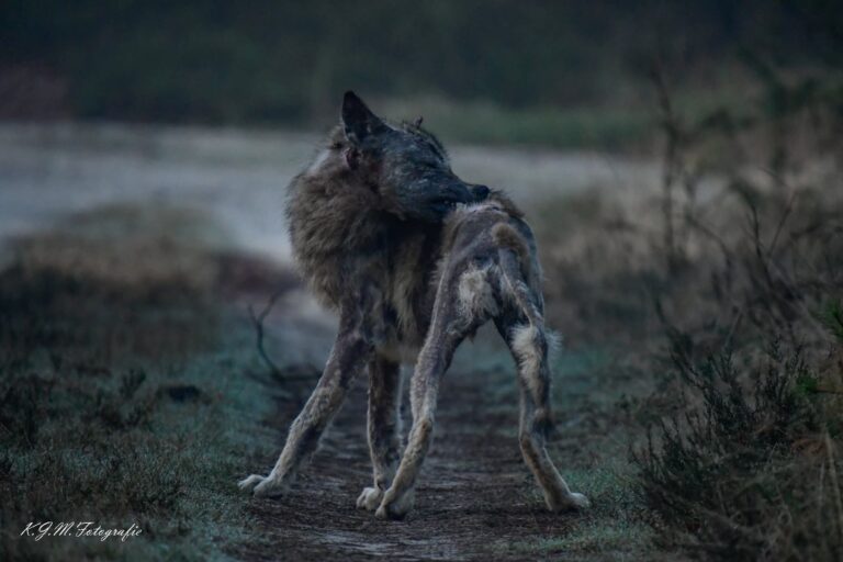 Wolf met schurft bijt zich in de rug op een bospad op de Veluwe.