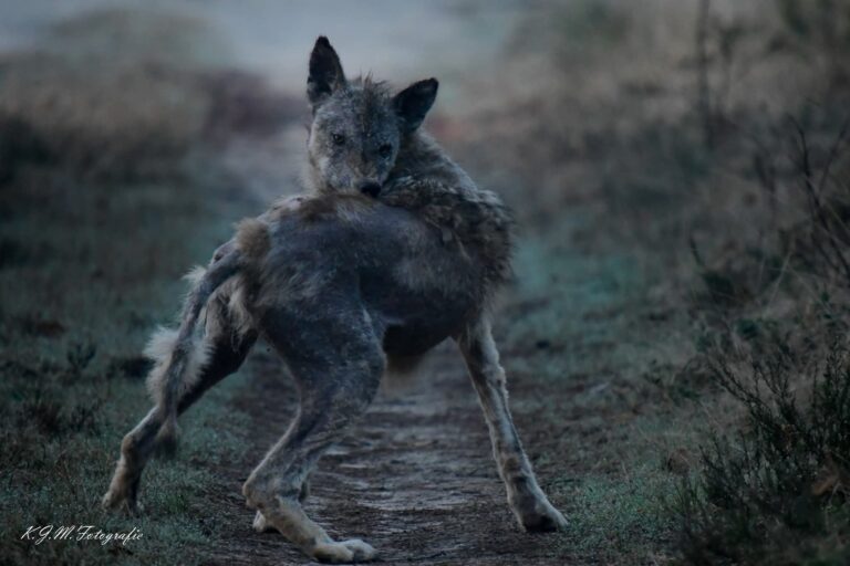 Wolf met schurft bijt zich in de rug op een bospad op de Veluwe.