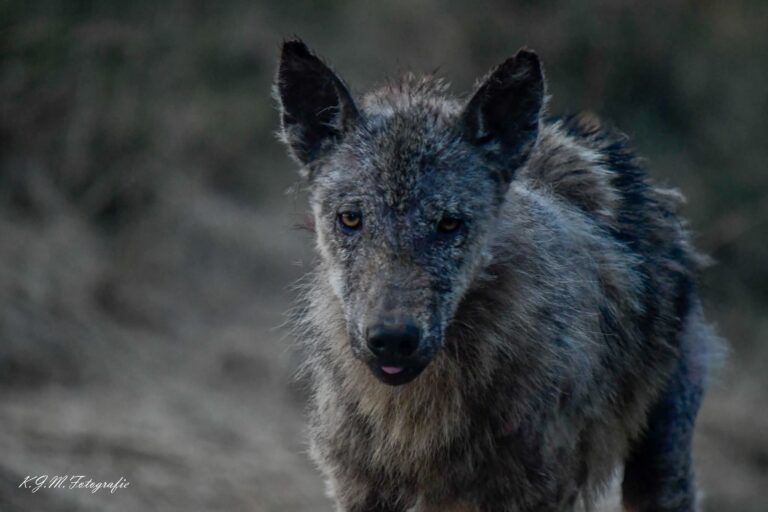 Portretfoto van een wolf met schurft op de Veluwe, recht in de camera kijkend.