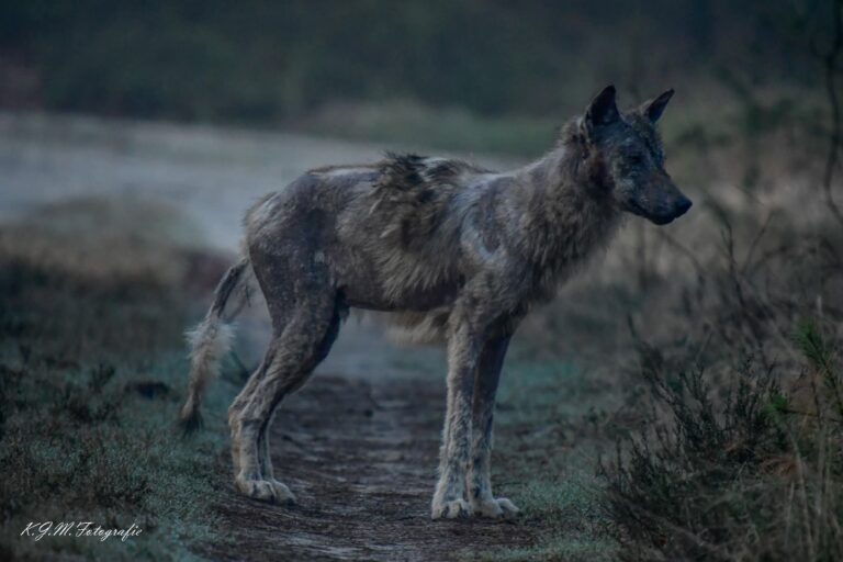 Wolf met schurft staat op een bospad op de Veluwe, zij-aanzicht.