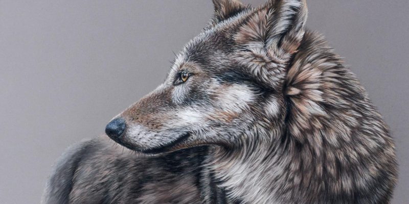 Ode aan de wolf | Door Ineke Pluim-Perquin