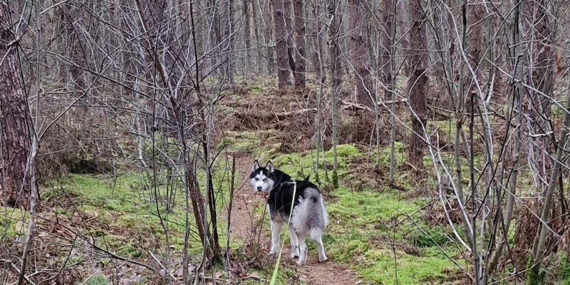 Foto van een husky die aangelijnd door het bos wandeld.