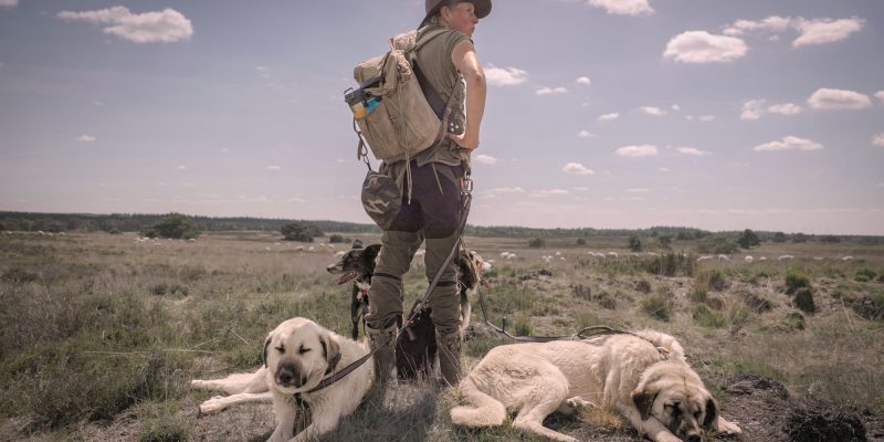 Herder met grote rugzak en hoed staat in open natuurgebied omringd door kuddebeschermingshonden en kijkt uit over een heideveld met schapen.