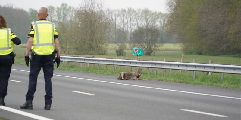 Aangereden wolf op de a28 bij Tynaarlo